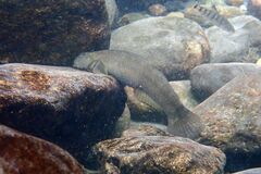 Sicyopterus japonicus