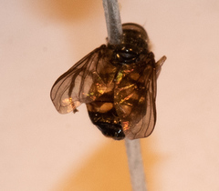 Dasysyrphus postclaviger
