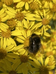 Bombus jonellus