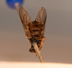 Dasysyrphus postclaviger