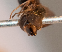 Dasysyrphus postclaviger