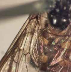 Dasysyrphus postclaviger