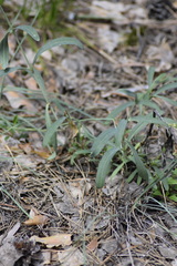 Gypsophila altissima