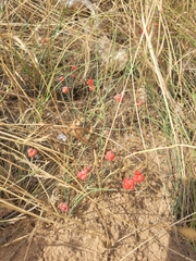 Ephedra distachya