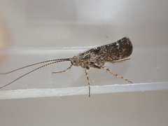 Limnephilus sparsus