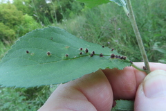 Eriophyes homophyllus