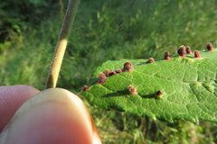 Eriophyes homophyllus