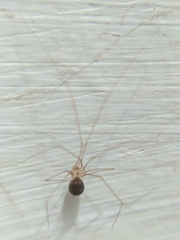 Micropholcus fauroti