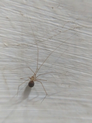 Micropholcus fauroti