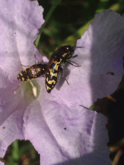 Acmaeodera