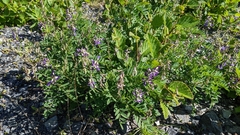Astragalus eucosmus