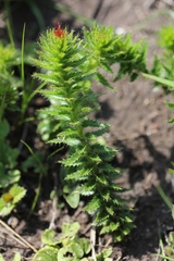Acalypha glandulifolia