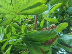 Cameraria ohridella