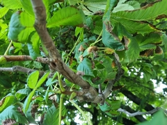 Cameraria ohridella