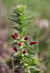 Acalypha glandulifolia