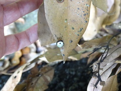 Bijoaraneus