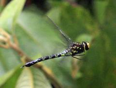 Rhionaeschna biliosa