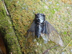 Cryptotympana holsti