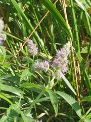 Sphecodes albilabris