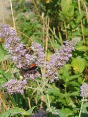 Sphecodes albilabris