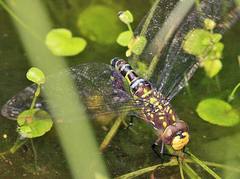 Rhionaeschna biliosa