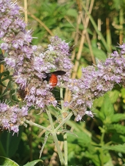 Sphecodes albilabris
