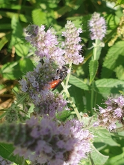 Sphecodes albilabris