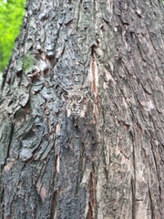 Hyalessa maculaticollis