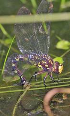 Rhionaeschna biliosa