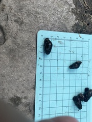 Semisulcospira libertina
