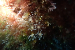 Clavularia crassa