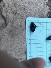 Semisulcospira libertina