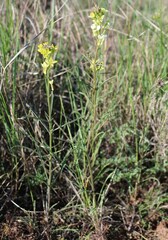 Erysimum leucanthemum