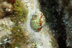 Stramonita haemastoma