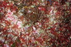 Acanthonyx lunulatus