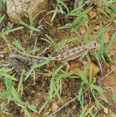 Sitana ponticeriana