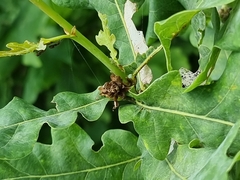 Andricus foecundatrix