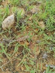 Sitana ponticeriana