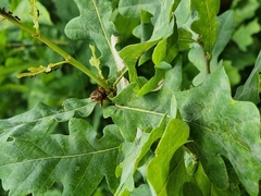 Andricus foecundatrix