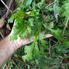 Selaginella doederleinii