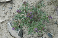 Phacelia franklinii