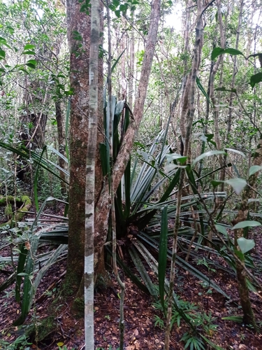 Pandanus pulcher image