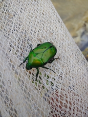 Heterorrhina elegans