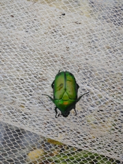 Heterorrhina elegans