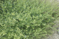 Lepidium ramosissimum