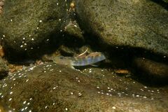 Rhinogobius formosanus