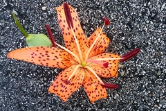 Lilium michiganense