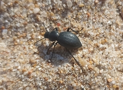 Tentyria interrupta