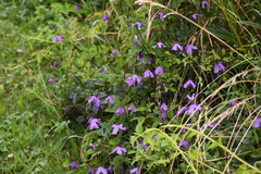 Clematis viticella