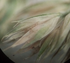 Dactylis glomerata glomerata